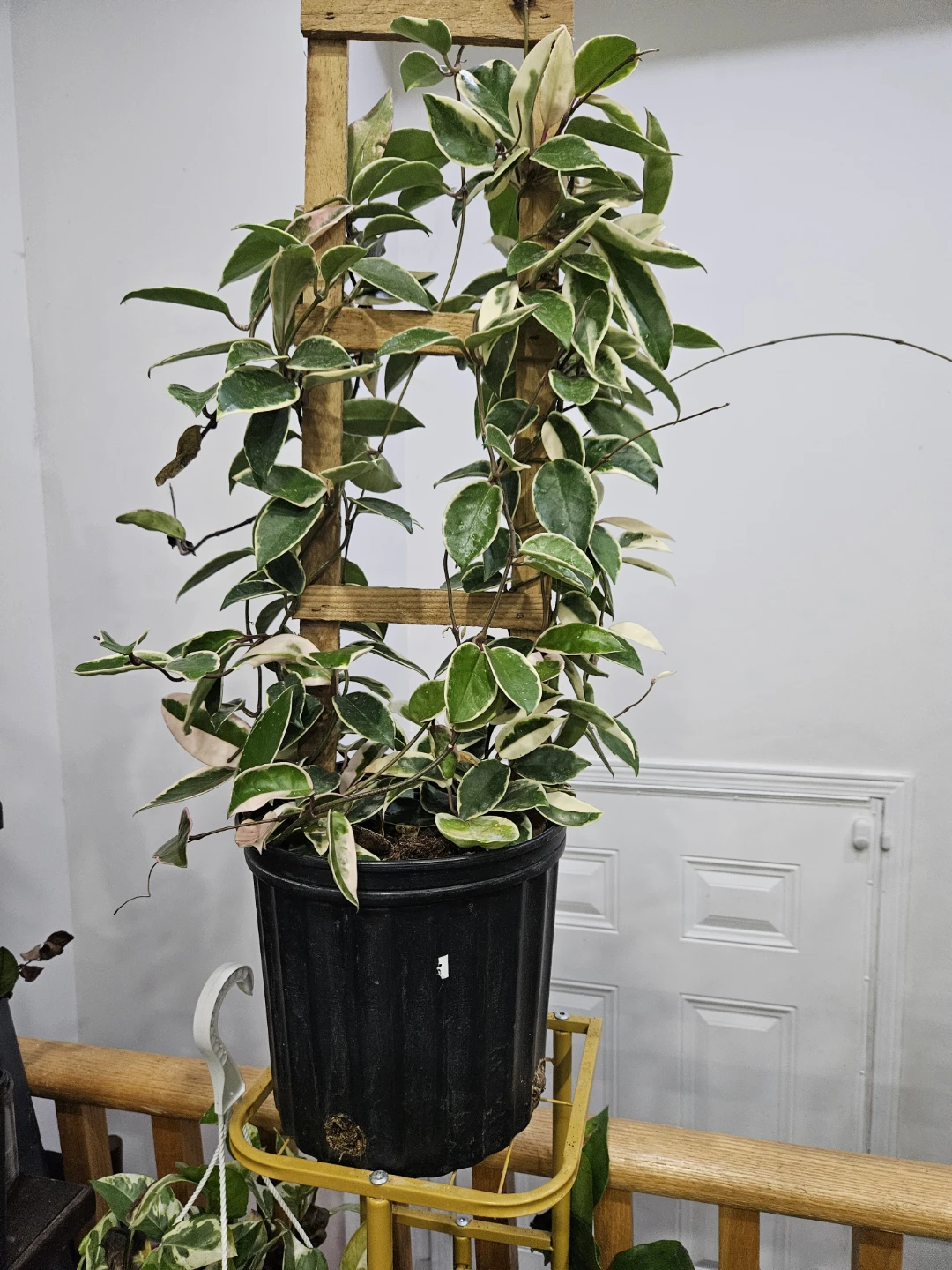 Hoya Krimson Queen with Trellis - photo 2