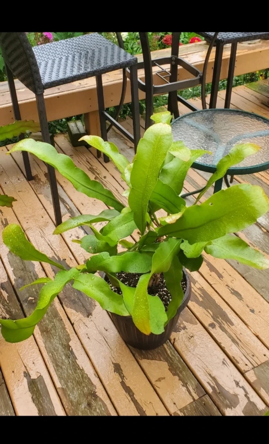 Queen of the Night (‌Epiphyllum oxypetalum) - photo 4