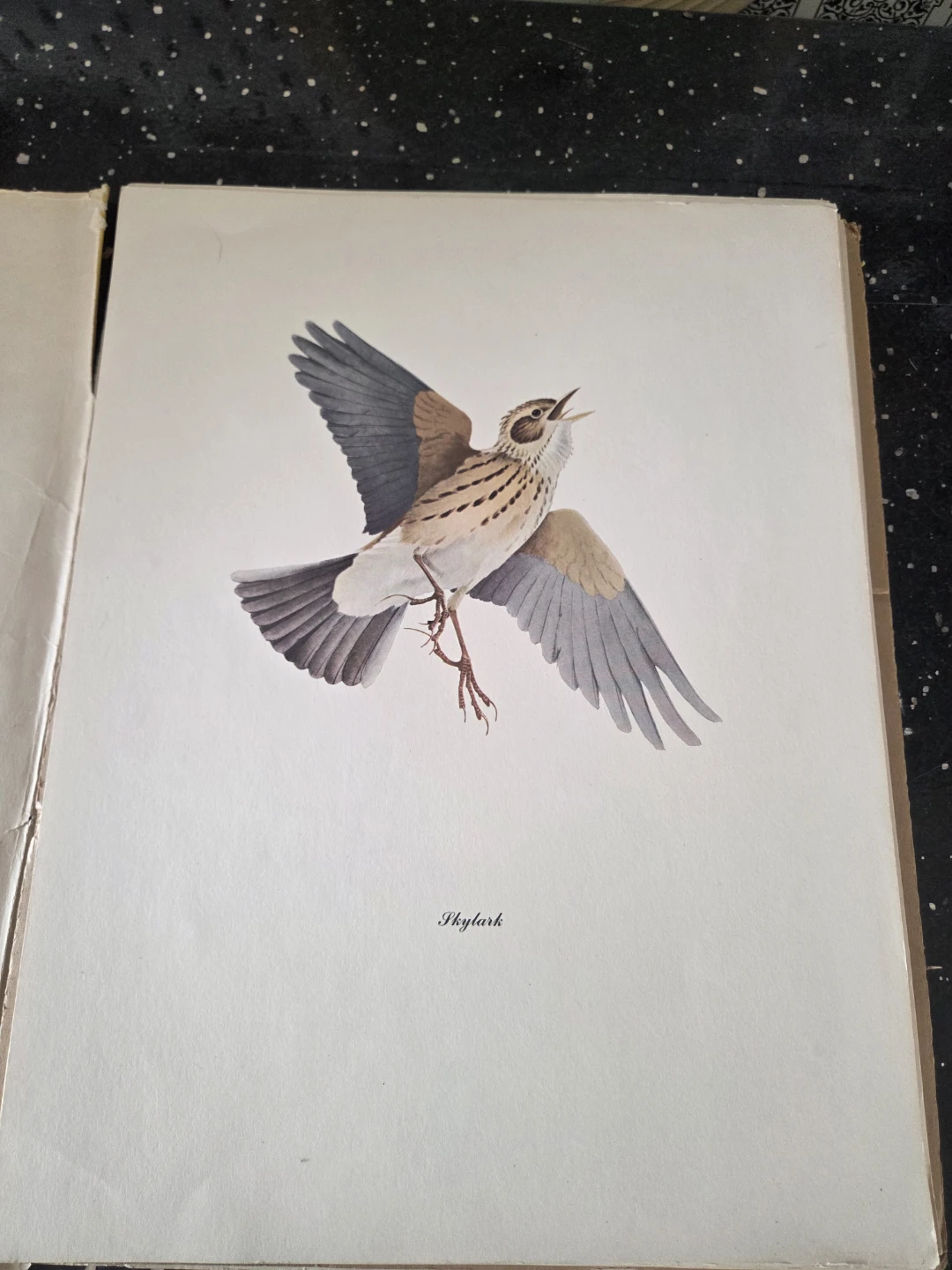 Fenwick Lansdowne Bird Paintings Portfolio - photo 3