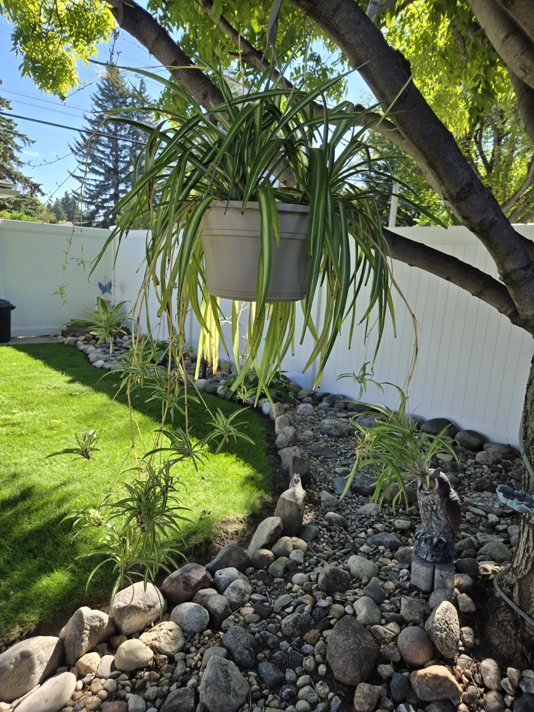2 Large Spider Plant - photo 5