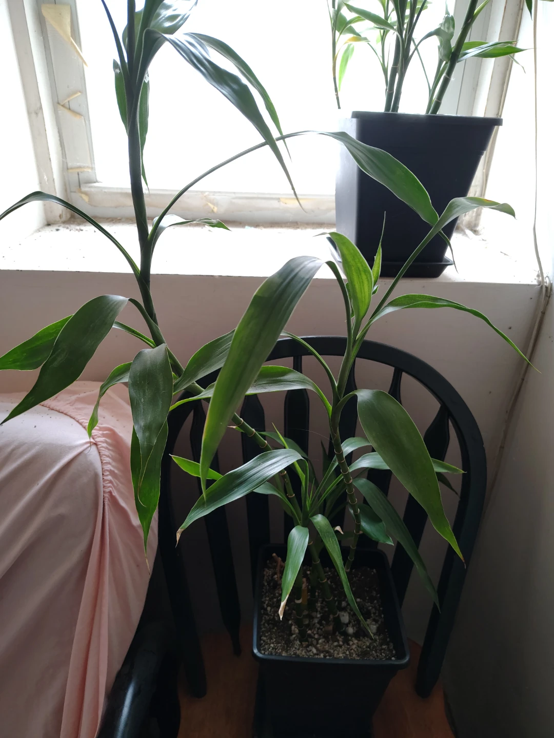 Healthy Lucky Bamboo Plant - photo 2