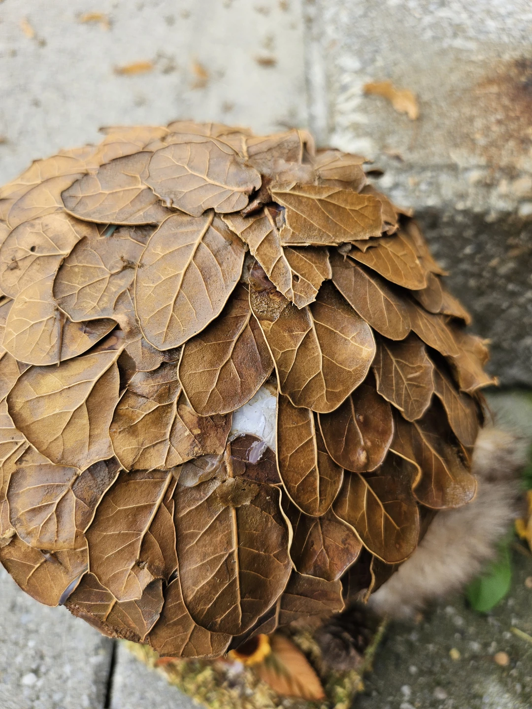 Autumn Decorations - photo 3