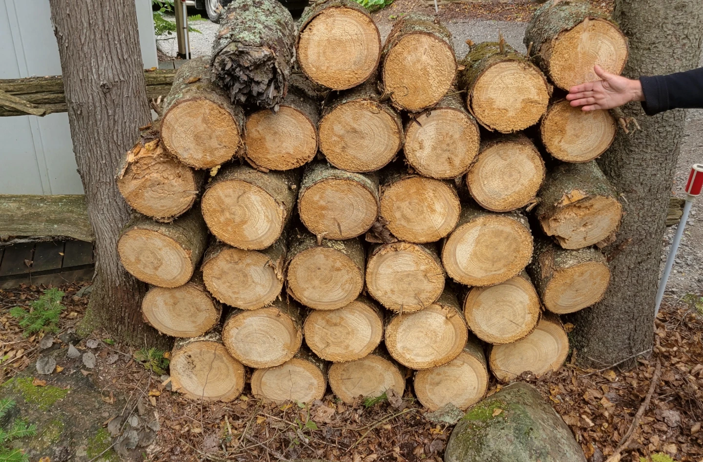 Unsplit firewood