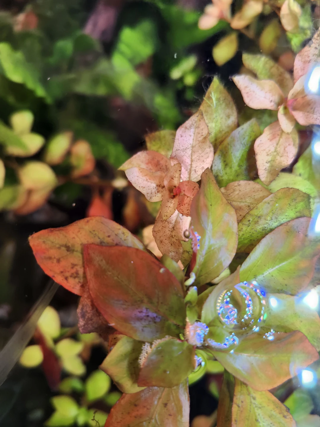 Assorted Live Aquarium Plant Trimmings