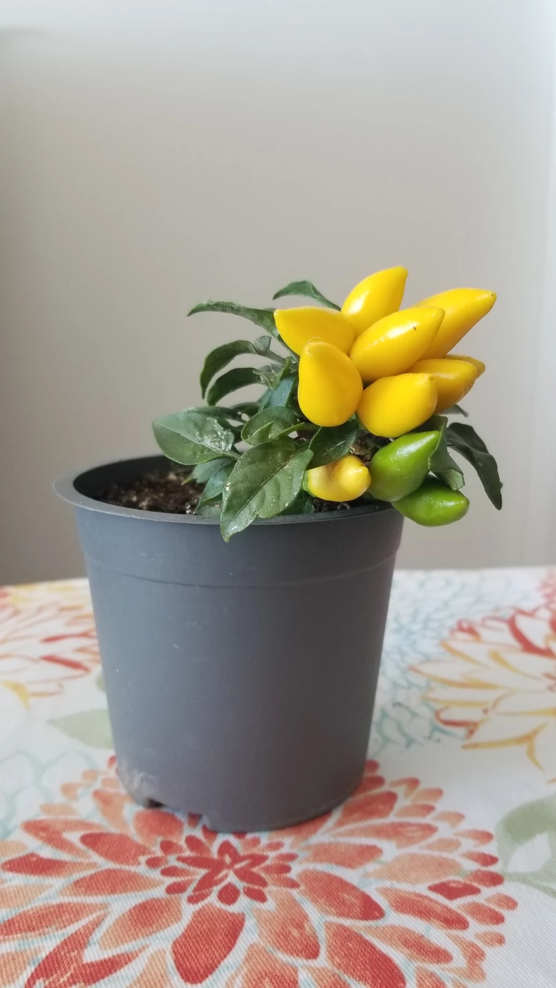 ORNAMENTAL PEPPER SALSA YELLOW