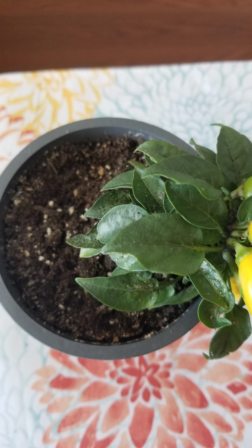 ORNAMENTAL PEPPER SALSA YELLOW - photo 3