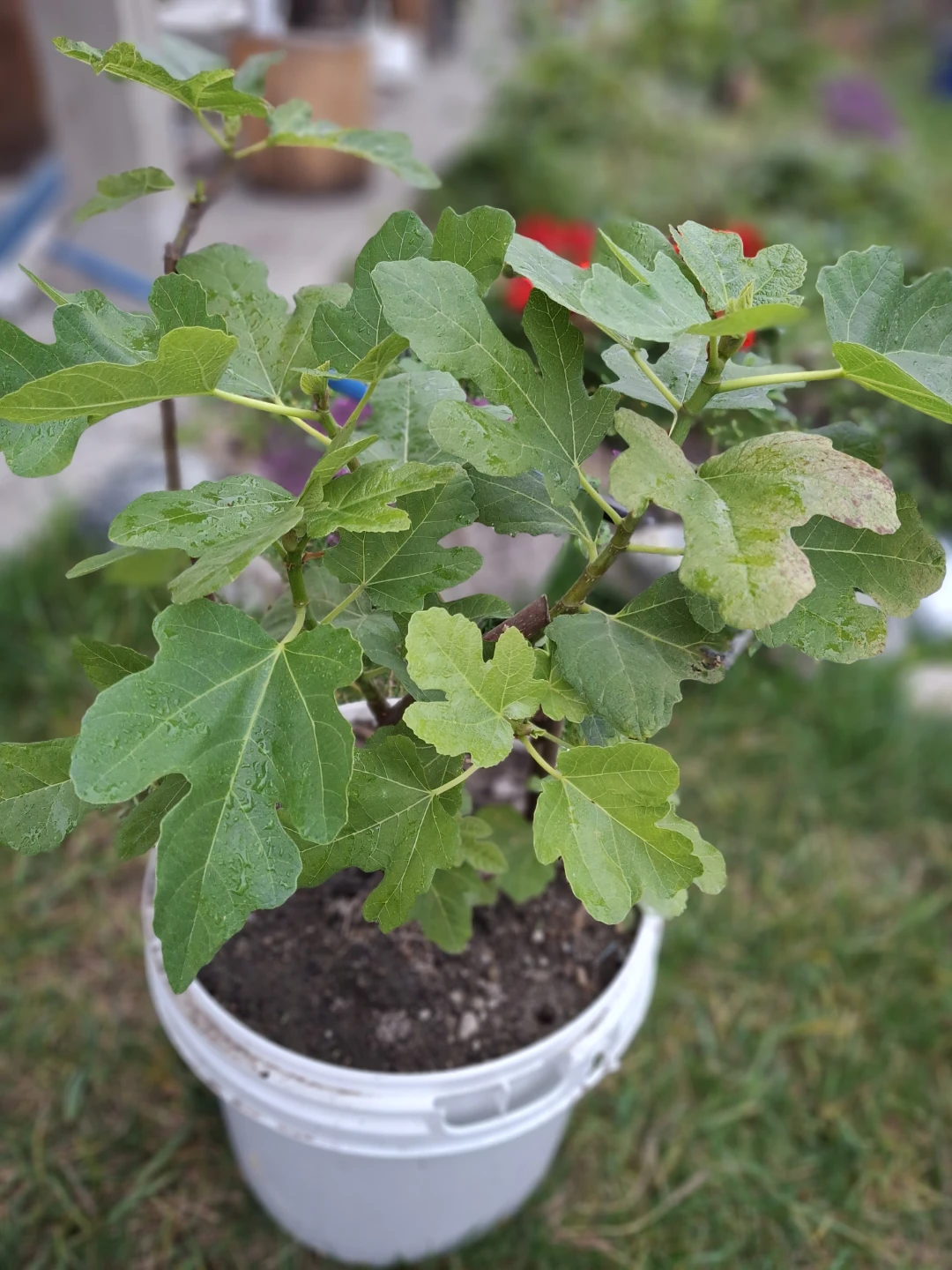 Potted Fig Plant - photo 3