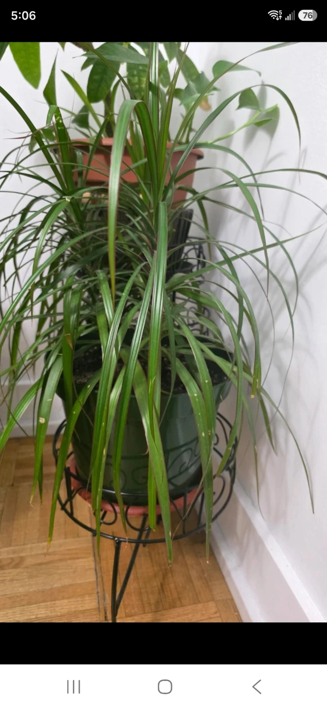 Dracaena Marginata Houseplant - photo 3