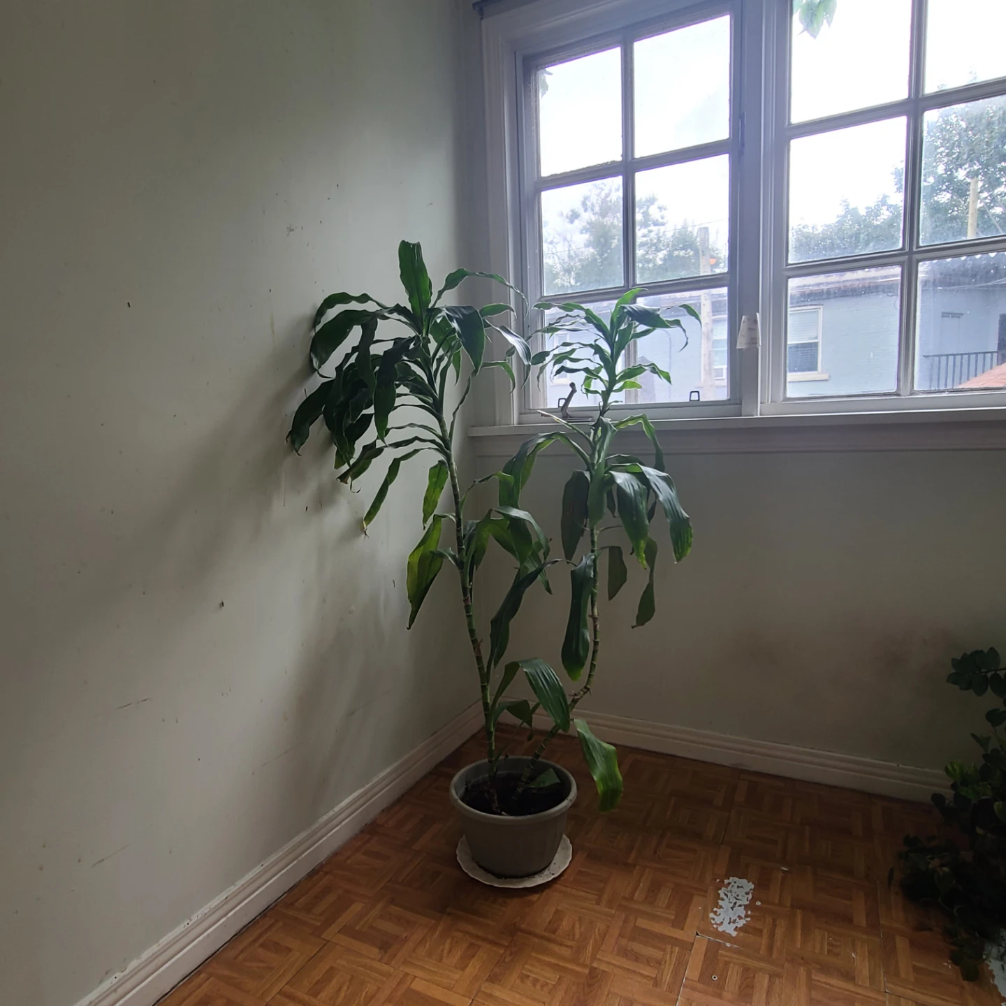MOVING SALE! Dracaena Lisa Houseplant - photo 2