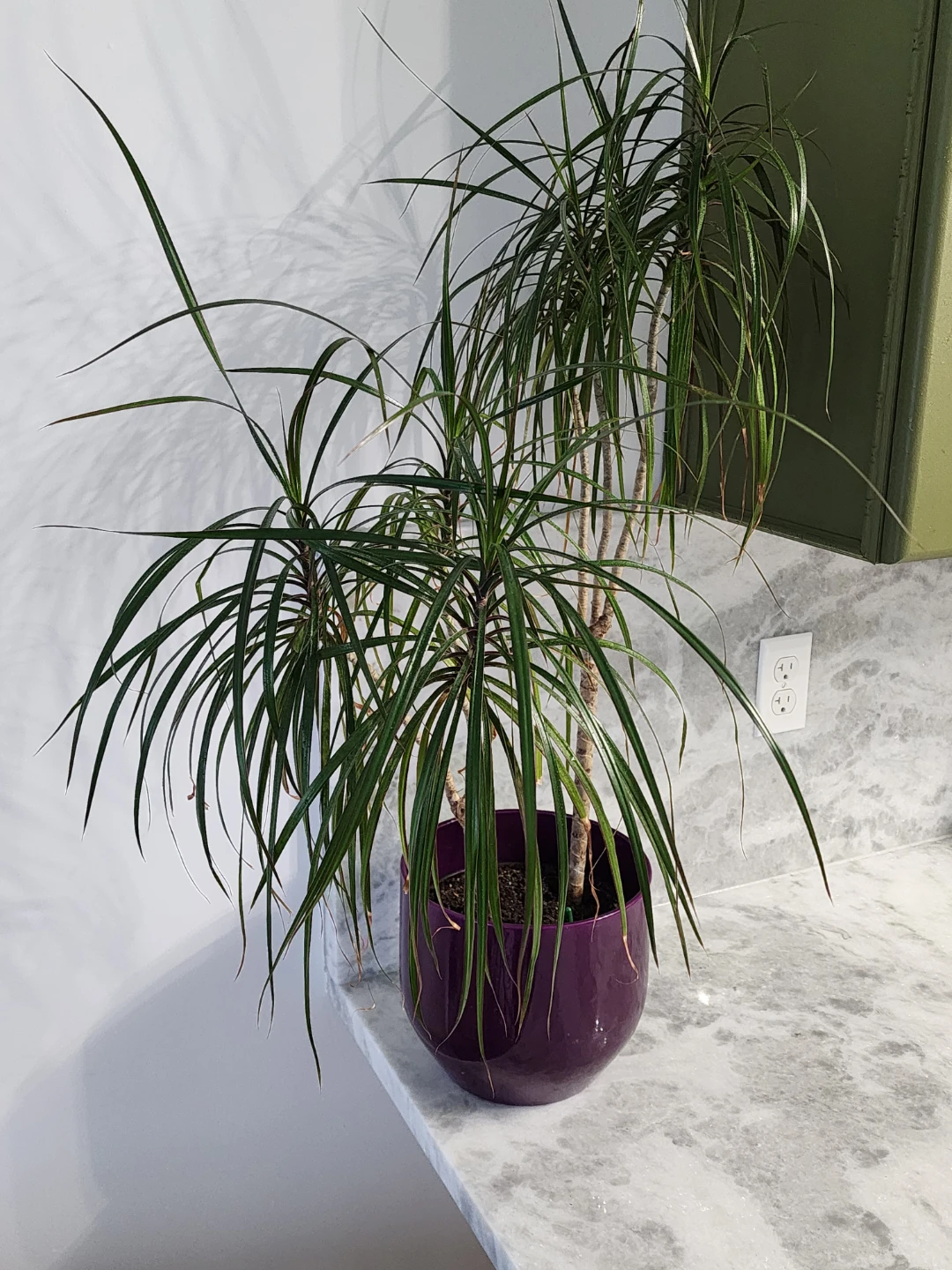 Dracaena Marginata Houseplant in Purple Pot