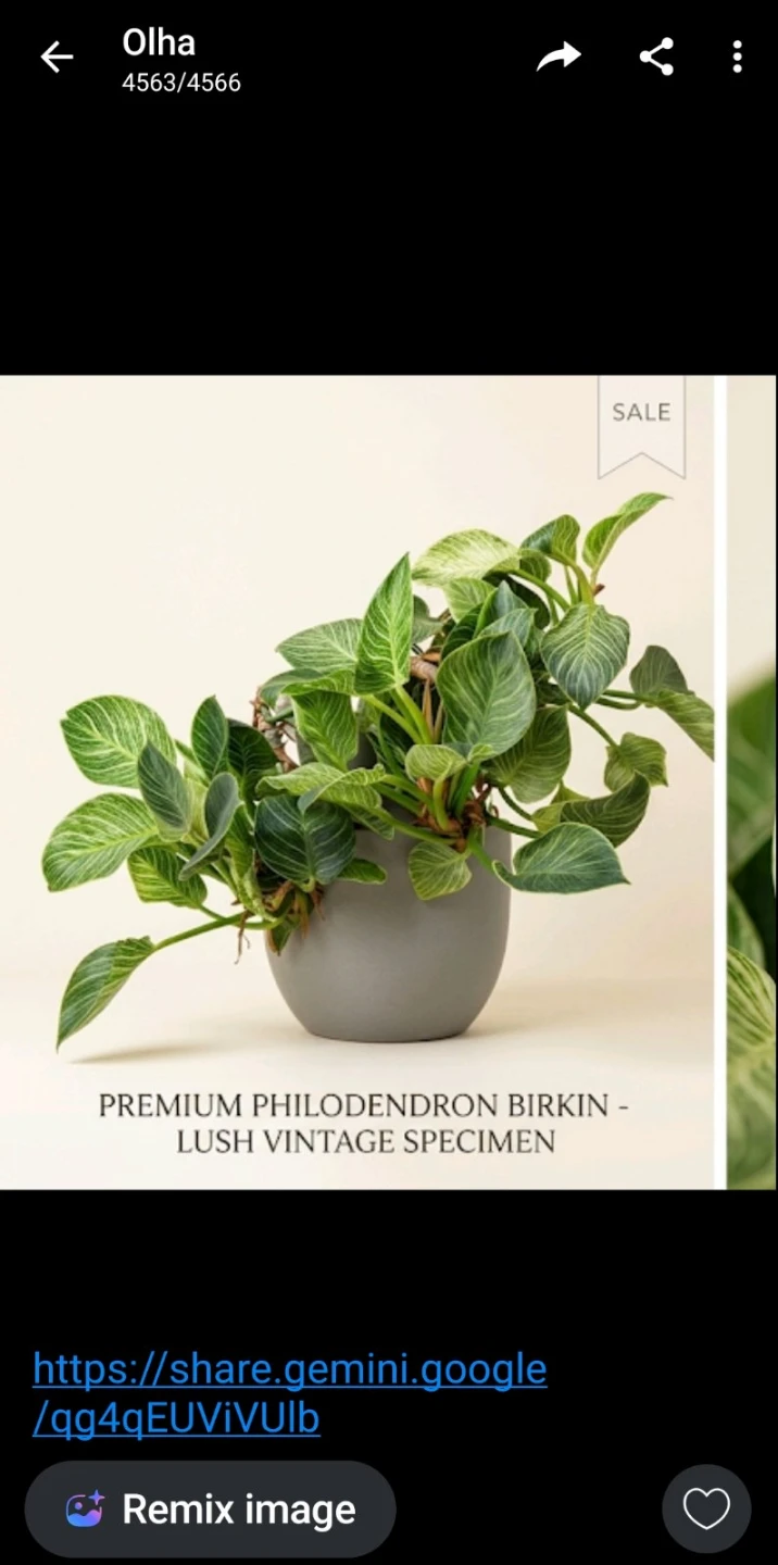 Philodendron Birkin Houseplant