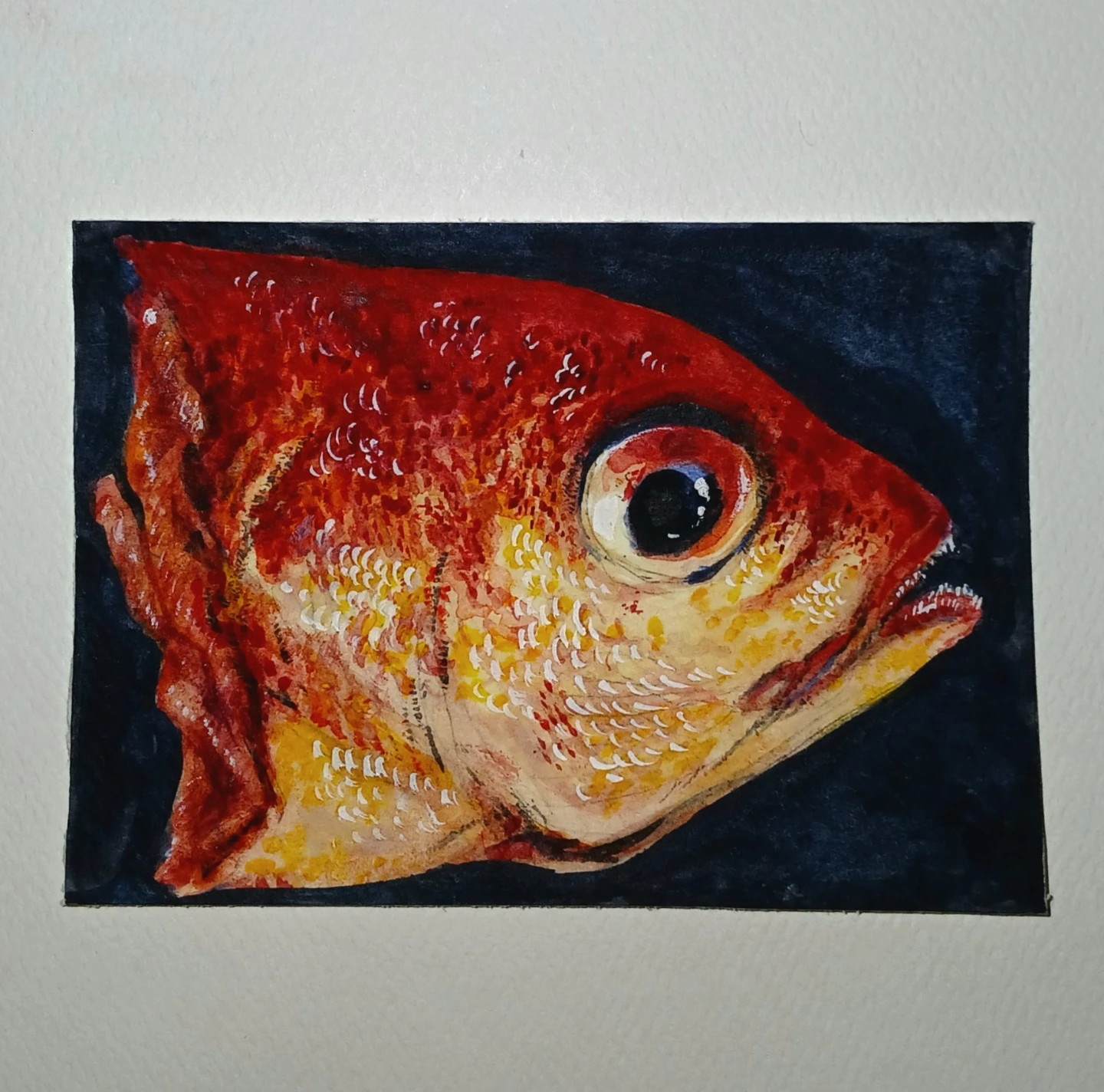 Watercolor ACEO painting of a fish head