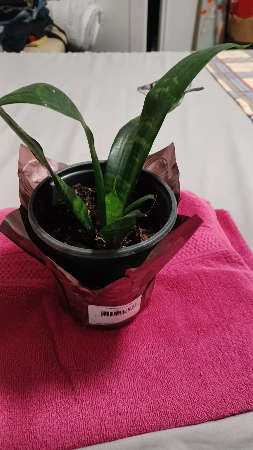 Snake Plant in 4 inch Pot - photo 4