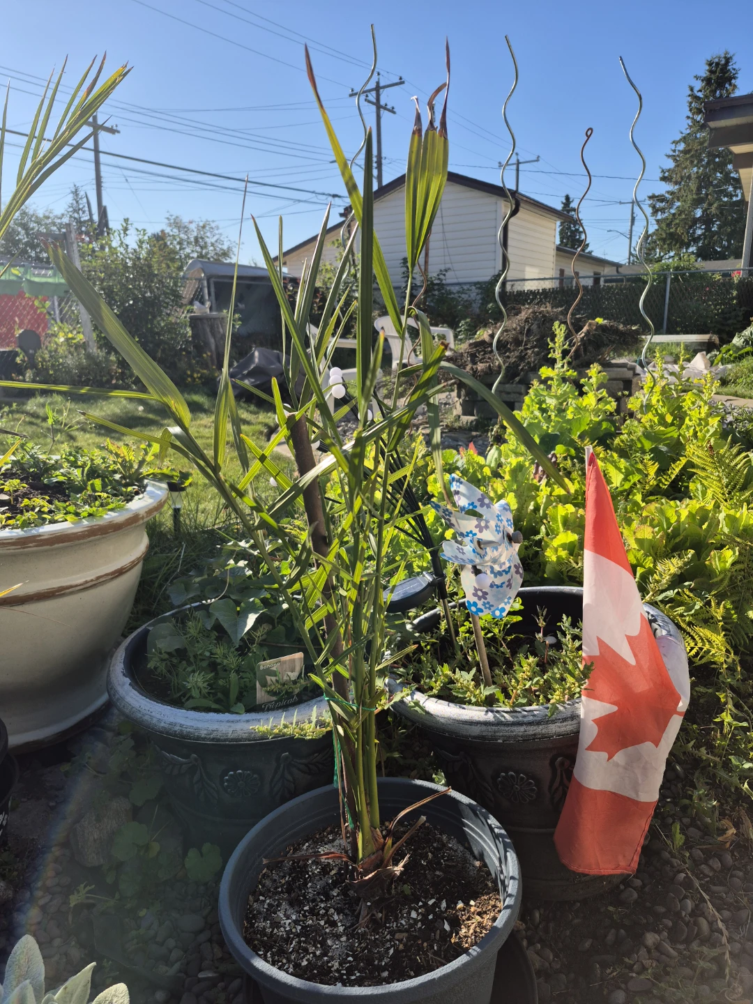 Date Palm Tree - photo 2