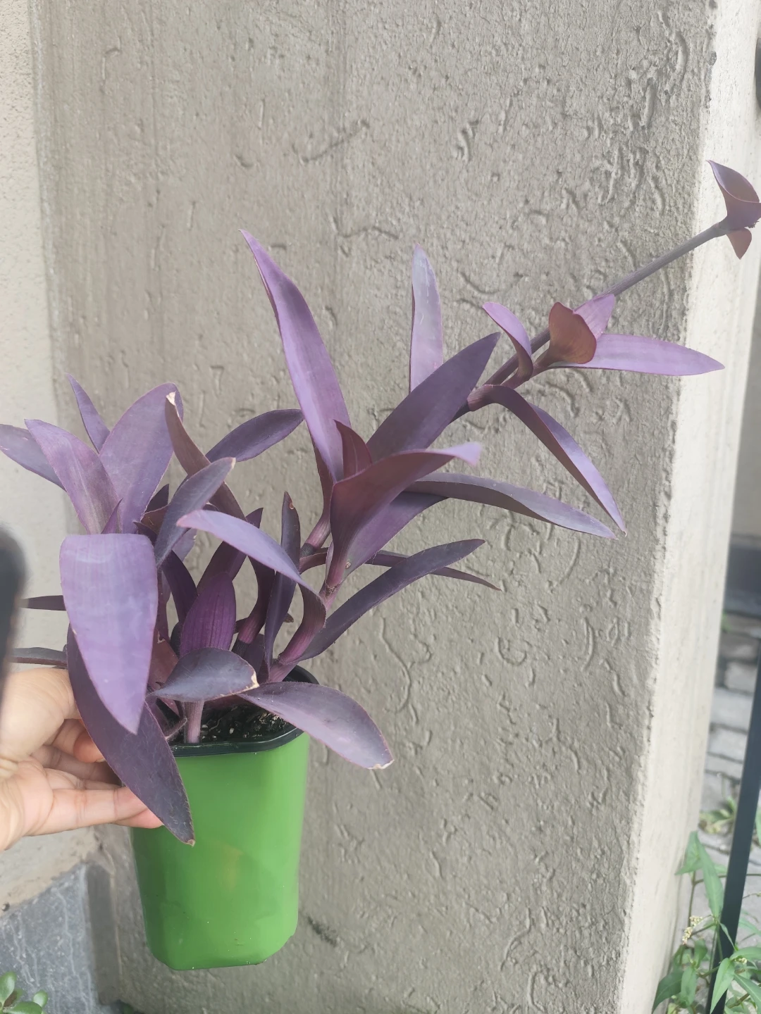 Purple Heart Plant Tradescantia Pallida