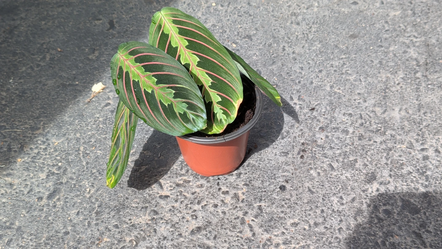 Red Vein Prayer Plant - photo 2