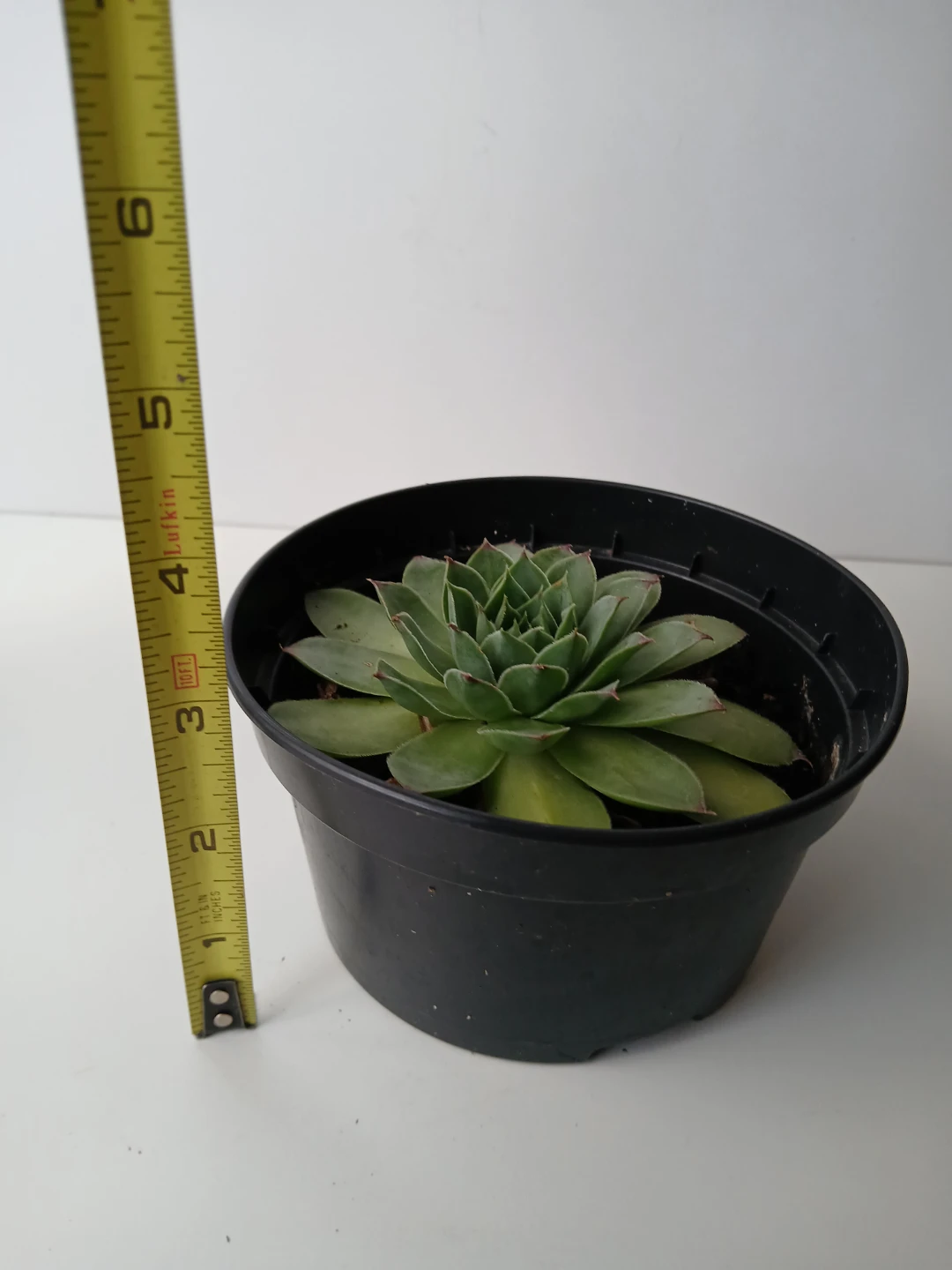 Hens and Chicks Succulent Plant. Firm price. - photo 3