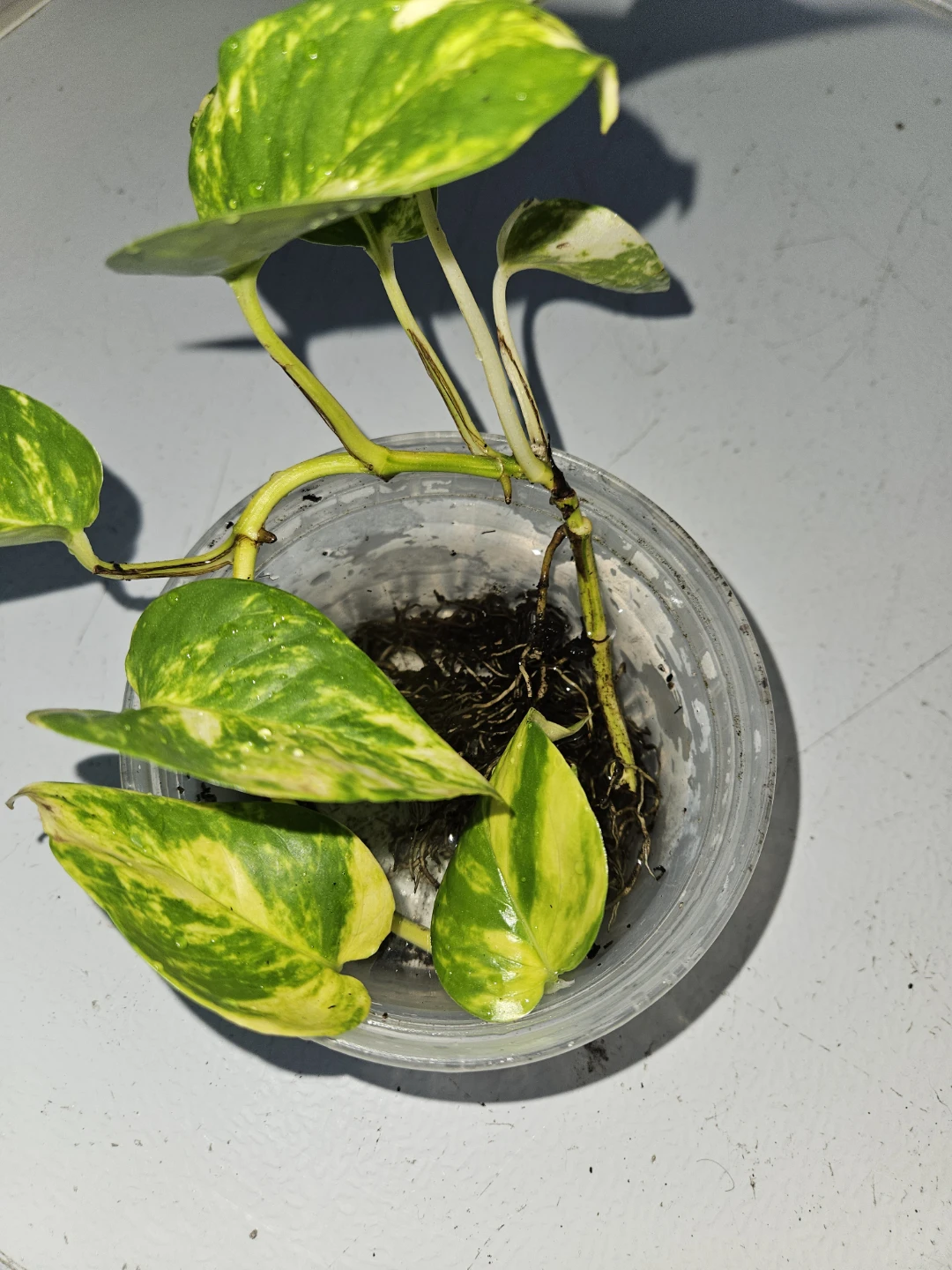 Golden Pothos Cutting in Water - photo 3