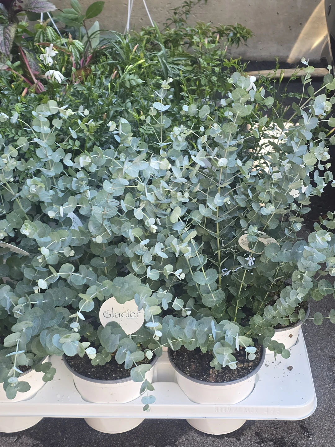 Glacier Eucalyptus Plant