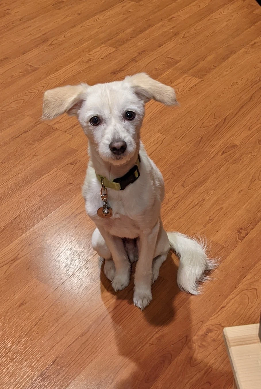 LOST DOG - photo 3