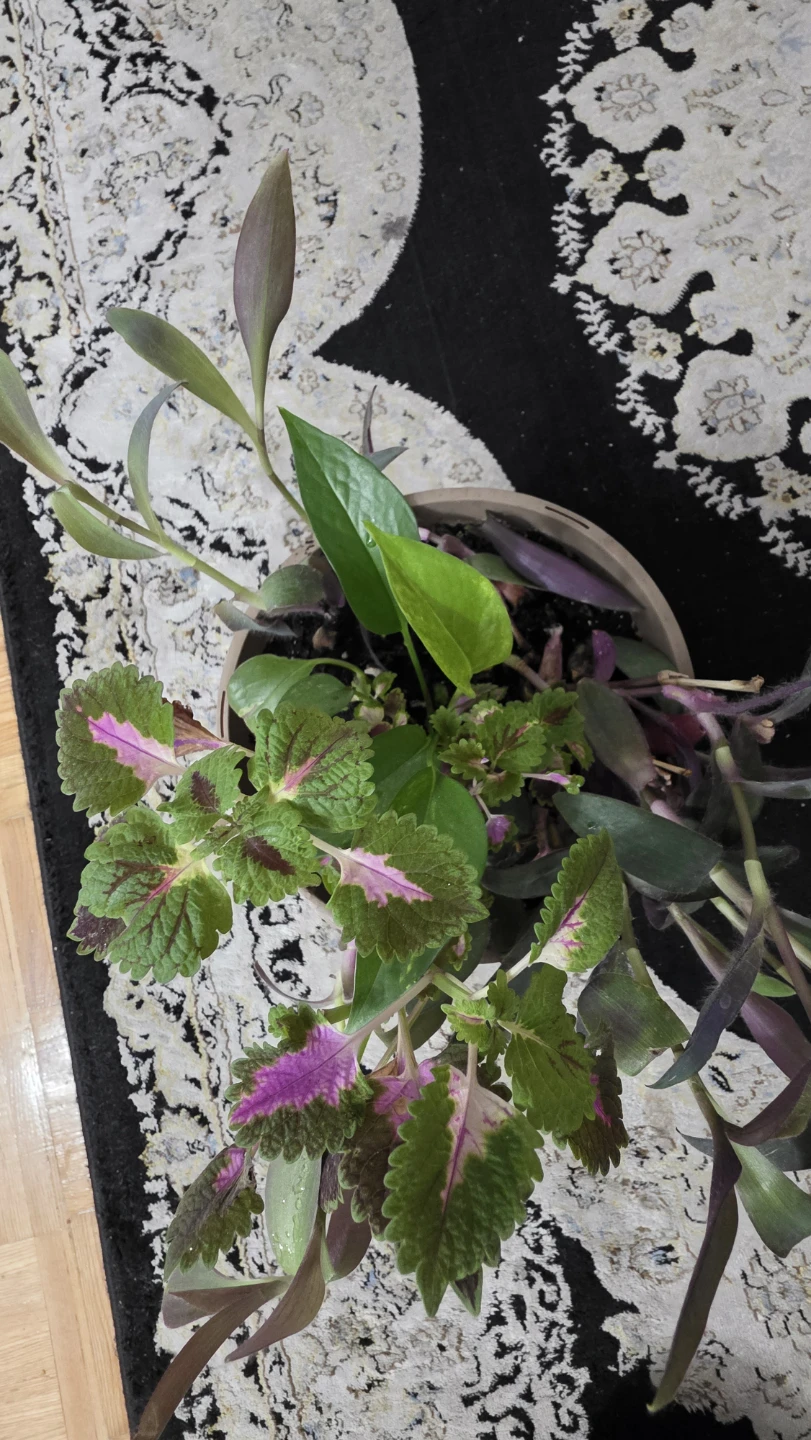 Mixed Potted Plants Arrangement