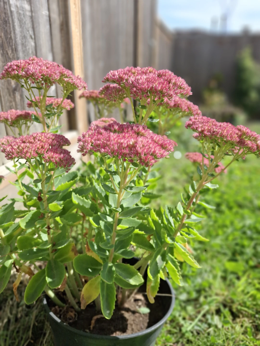 Sedum Autumn Joy Plant - photo 4