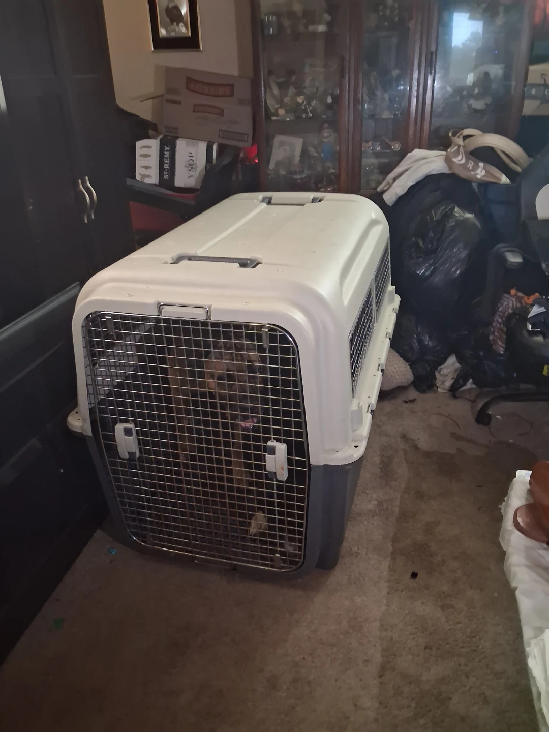 Large Hard-Sided Pet Travel Crate