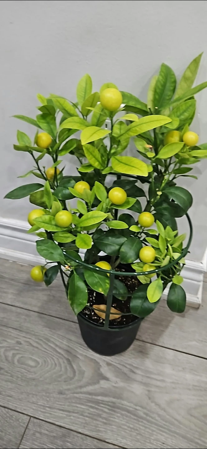 Calamondin Orange Tree with Fruit
