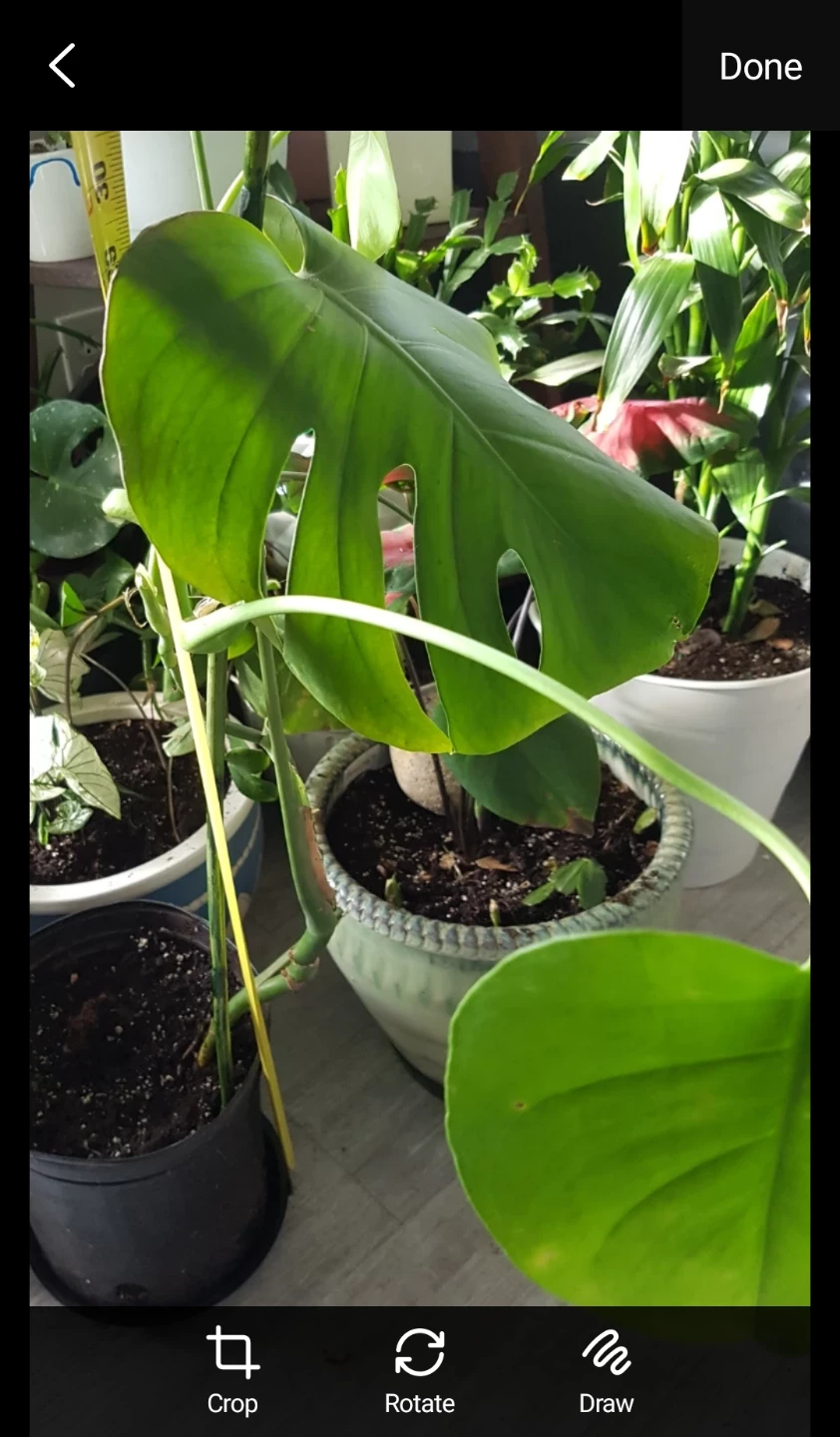 Monstera Deliciosa Plant (Cheese leaves plant) - photo 3