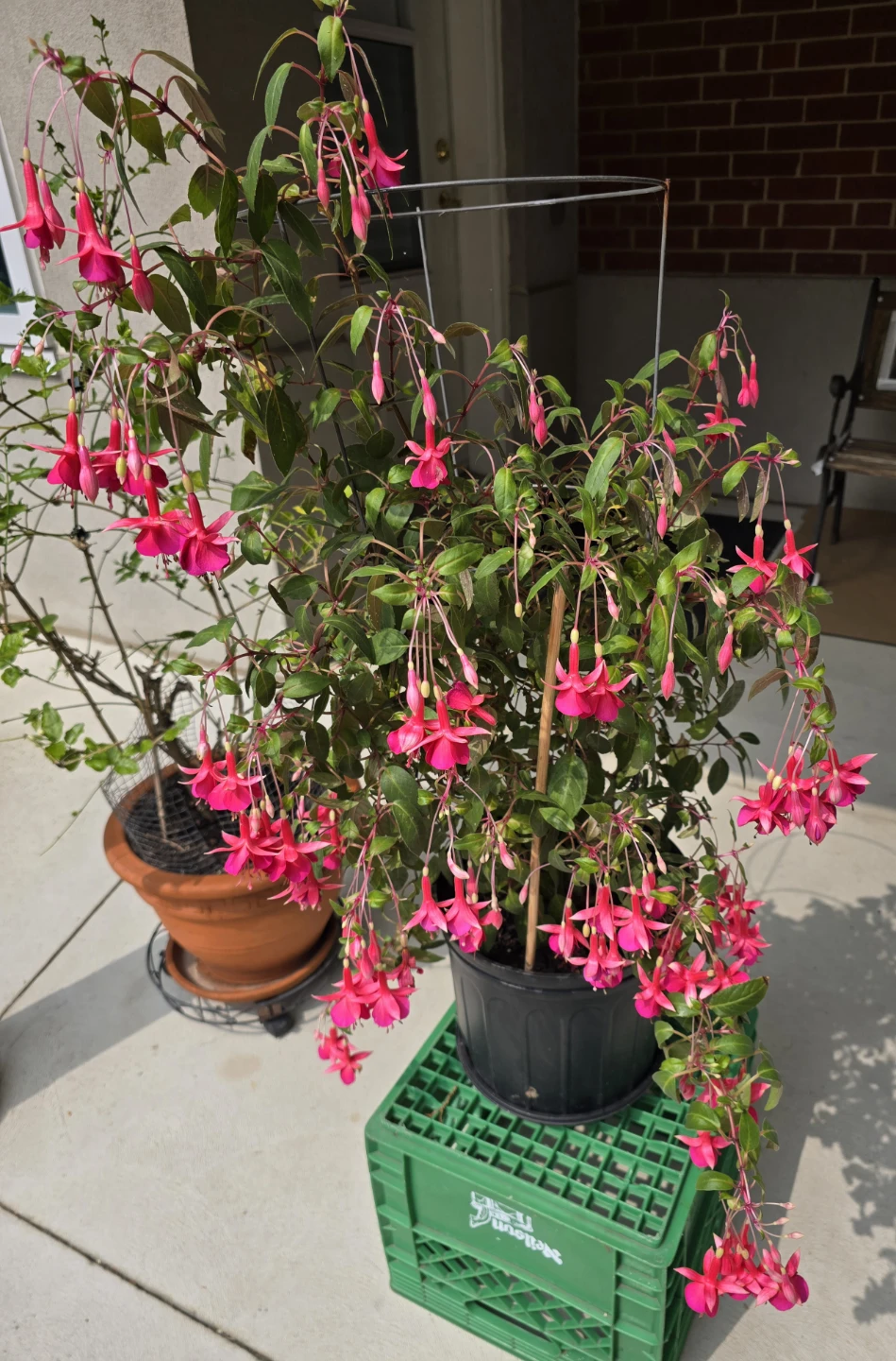 Potted Fuchsia Plant