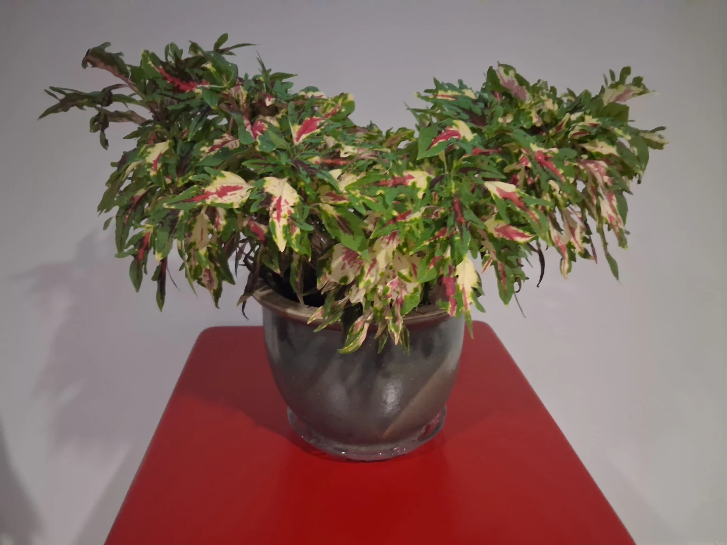 Large Coleus plant in ceramic pot