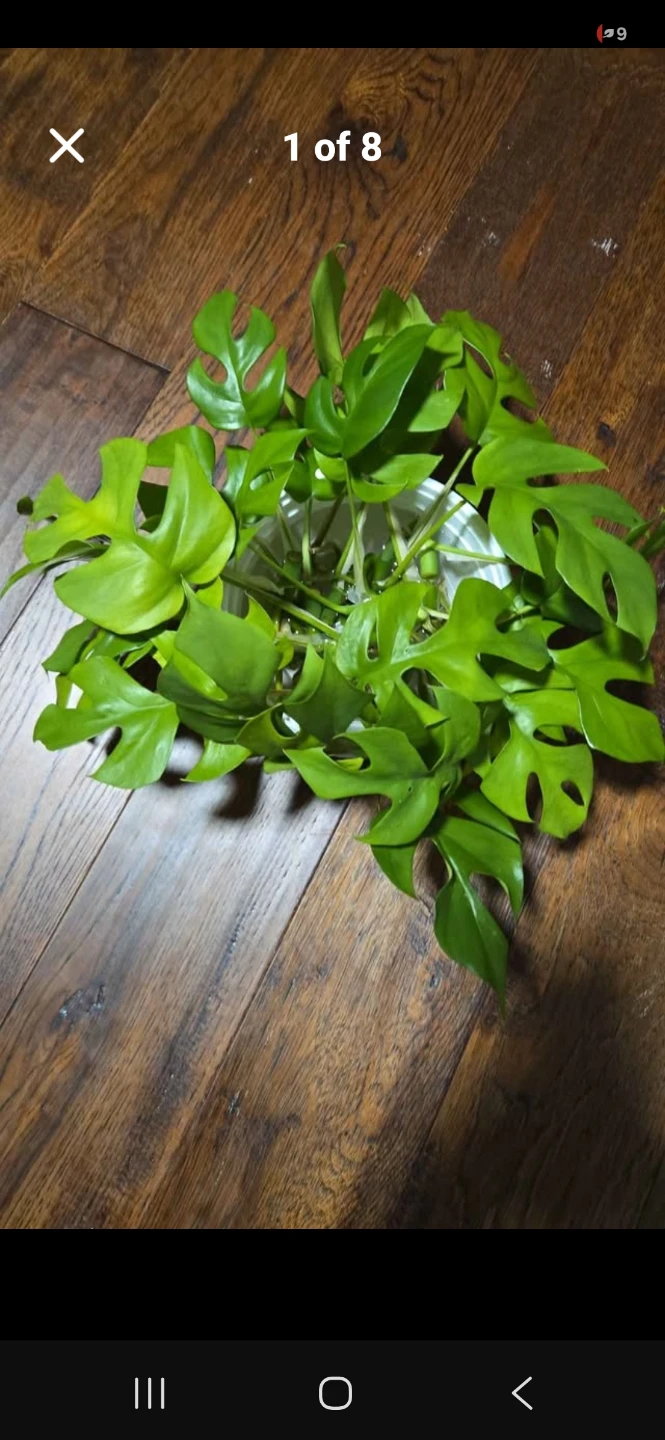Mini monstera cutting