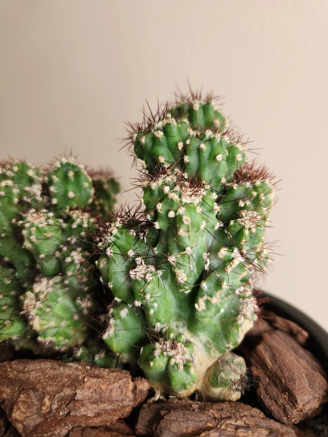 Potted Coral Cactus in Black Ceramic Pot - photo 3