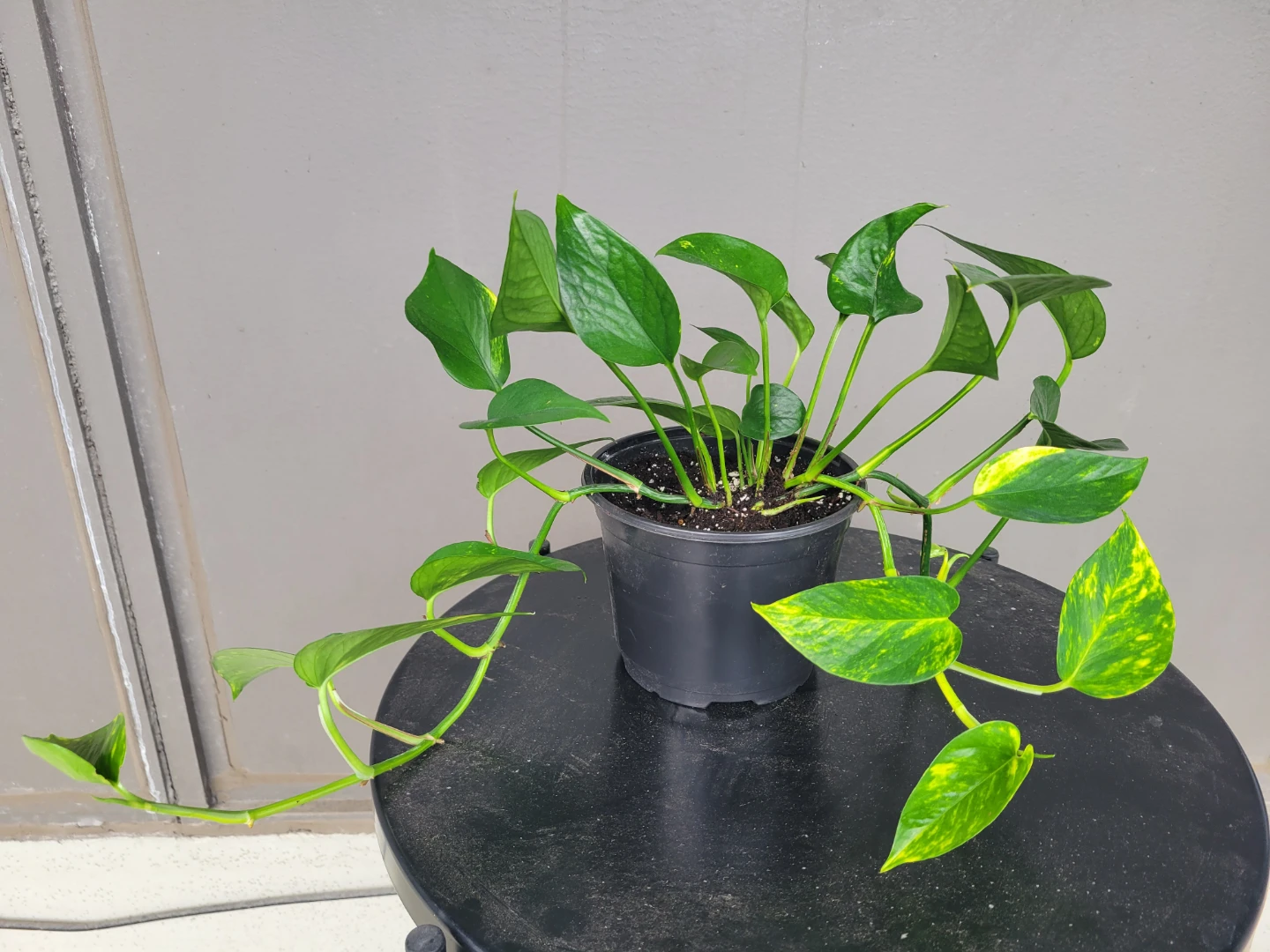 Healthy pothos