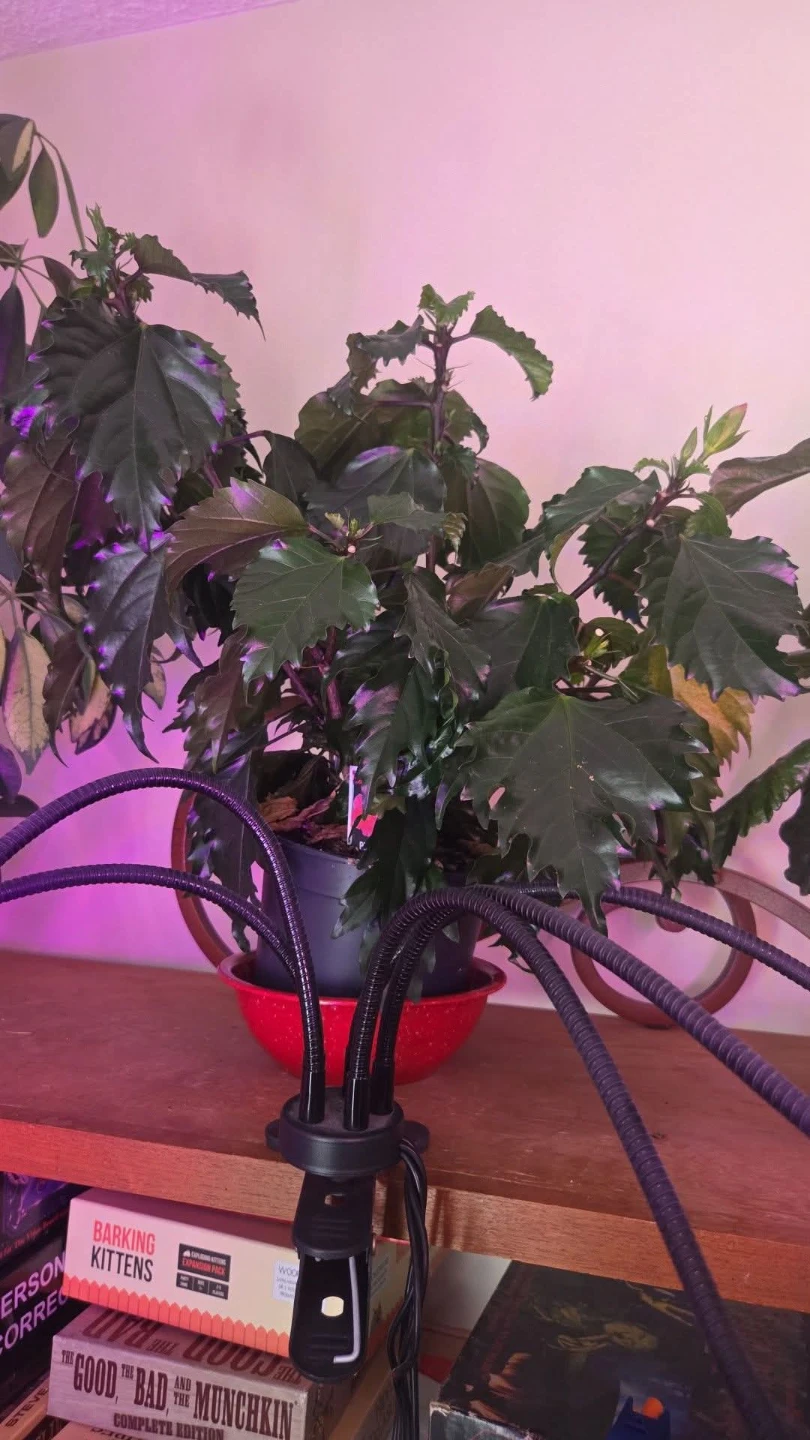 Plants! Plants and MORE Plants! See my other posts for more! - photo 5