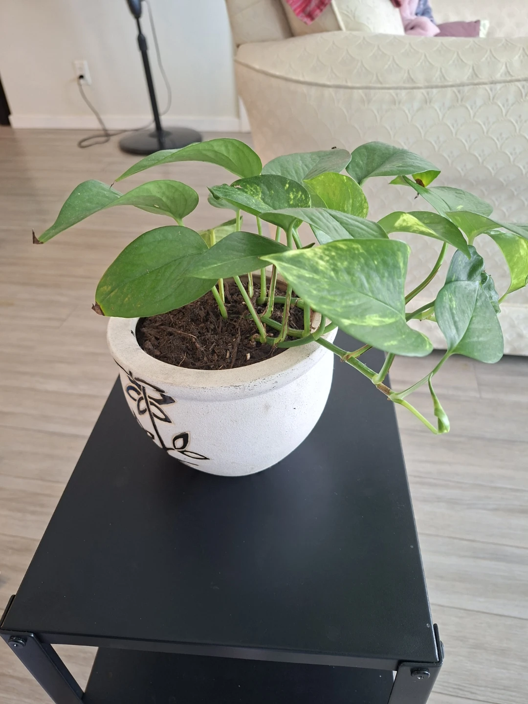 Assorted Indoor Houseplants in Decorative Pots - photo 3