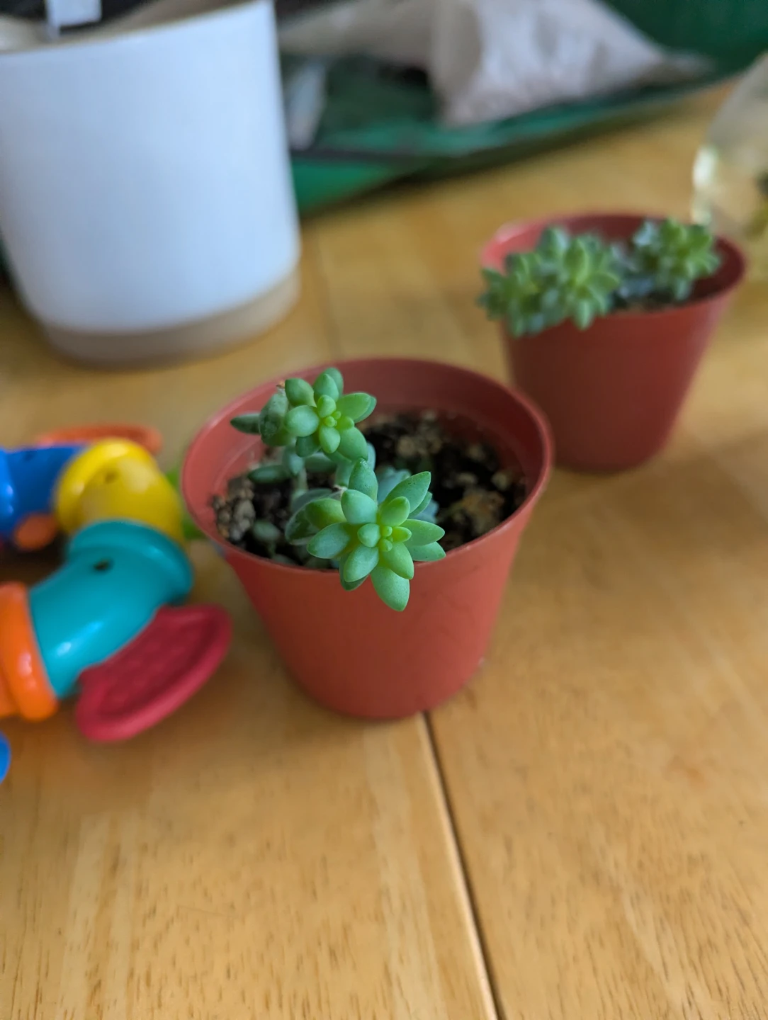 Two Small Succulents in Pots( burrows tail) - photo 3