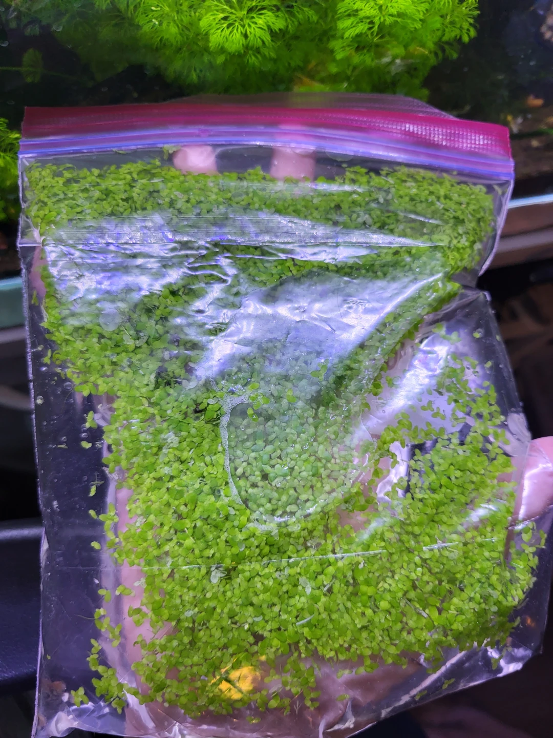 Fresh Duckweed for Aquarium - photo 2