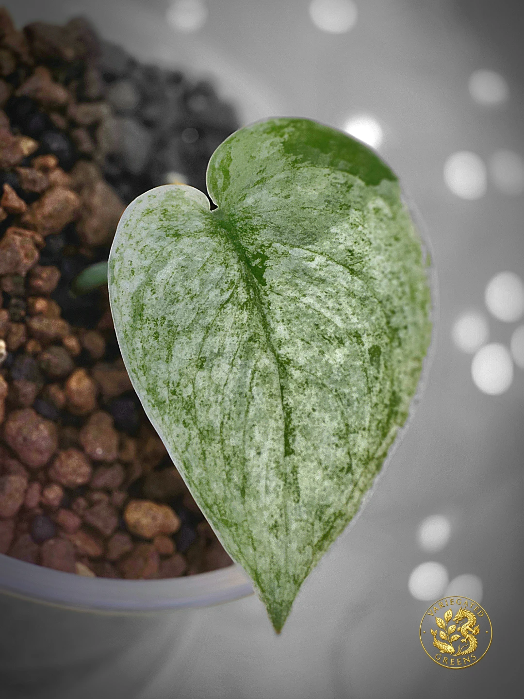 Scindapsus pictus Halimoon "Mineral Wash" - photo 4