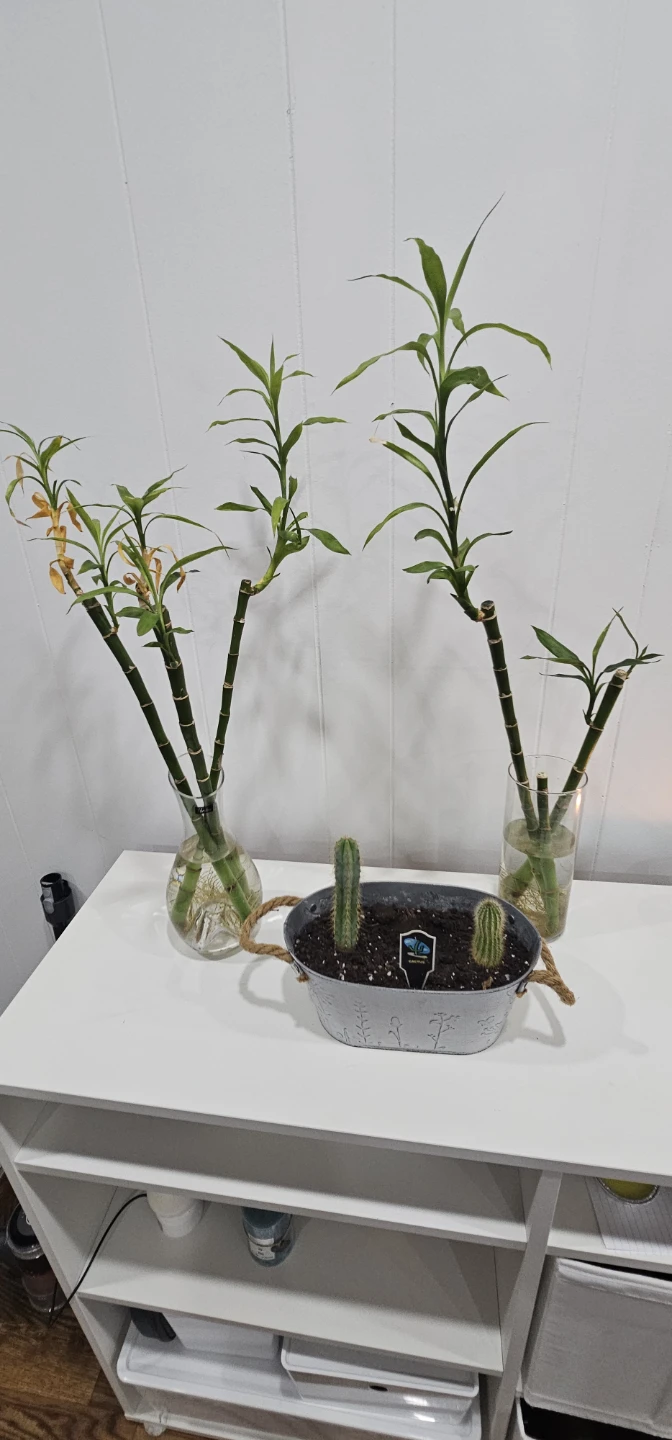Lucky Bamboo Plants and Cacti