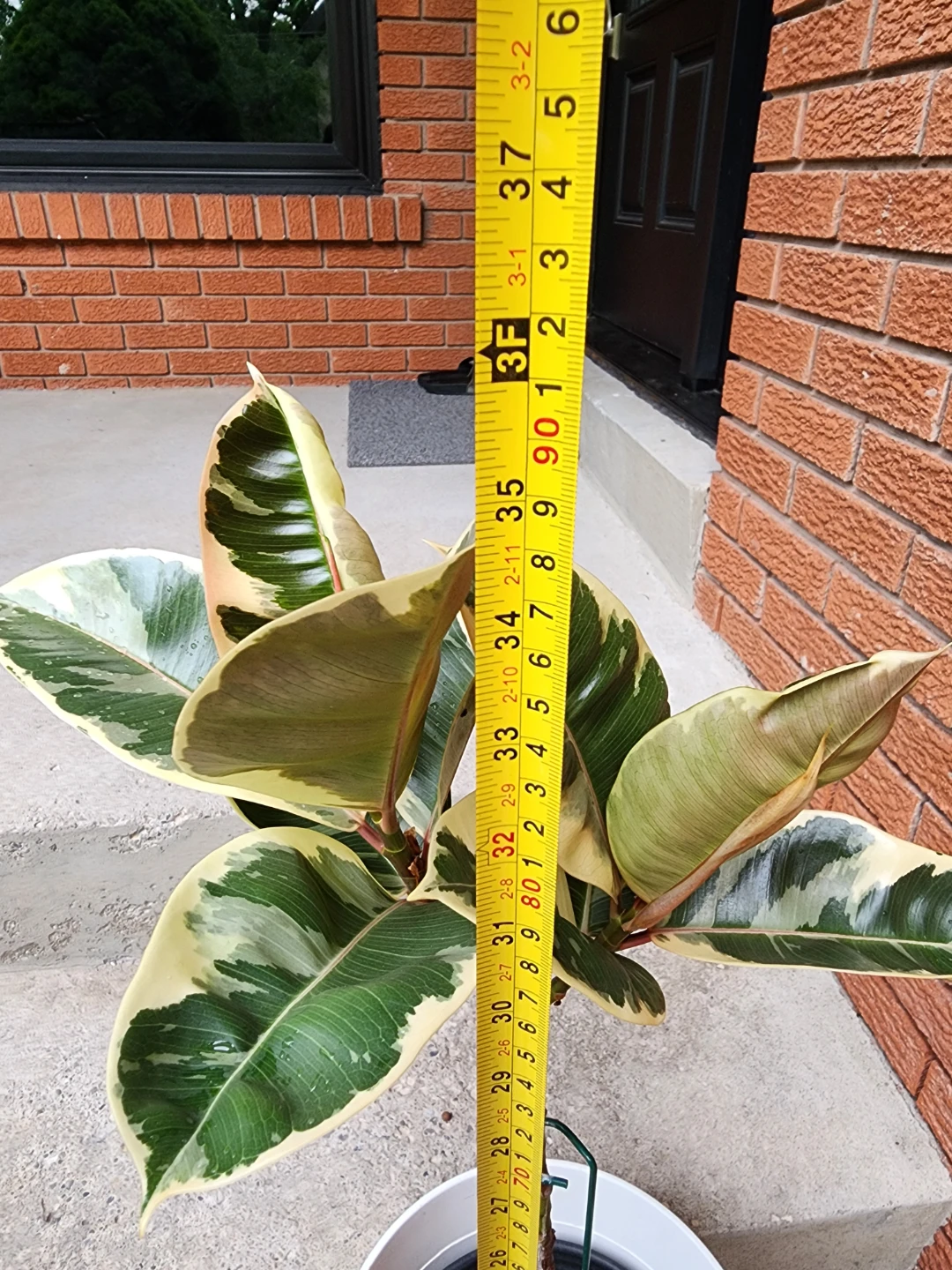 Variegated Rubber Tree Plant - photo 3