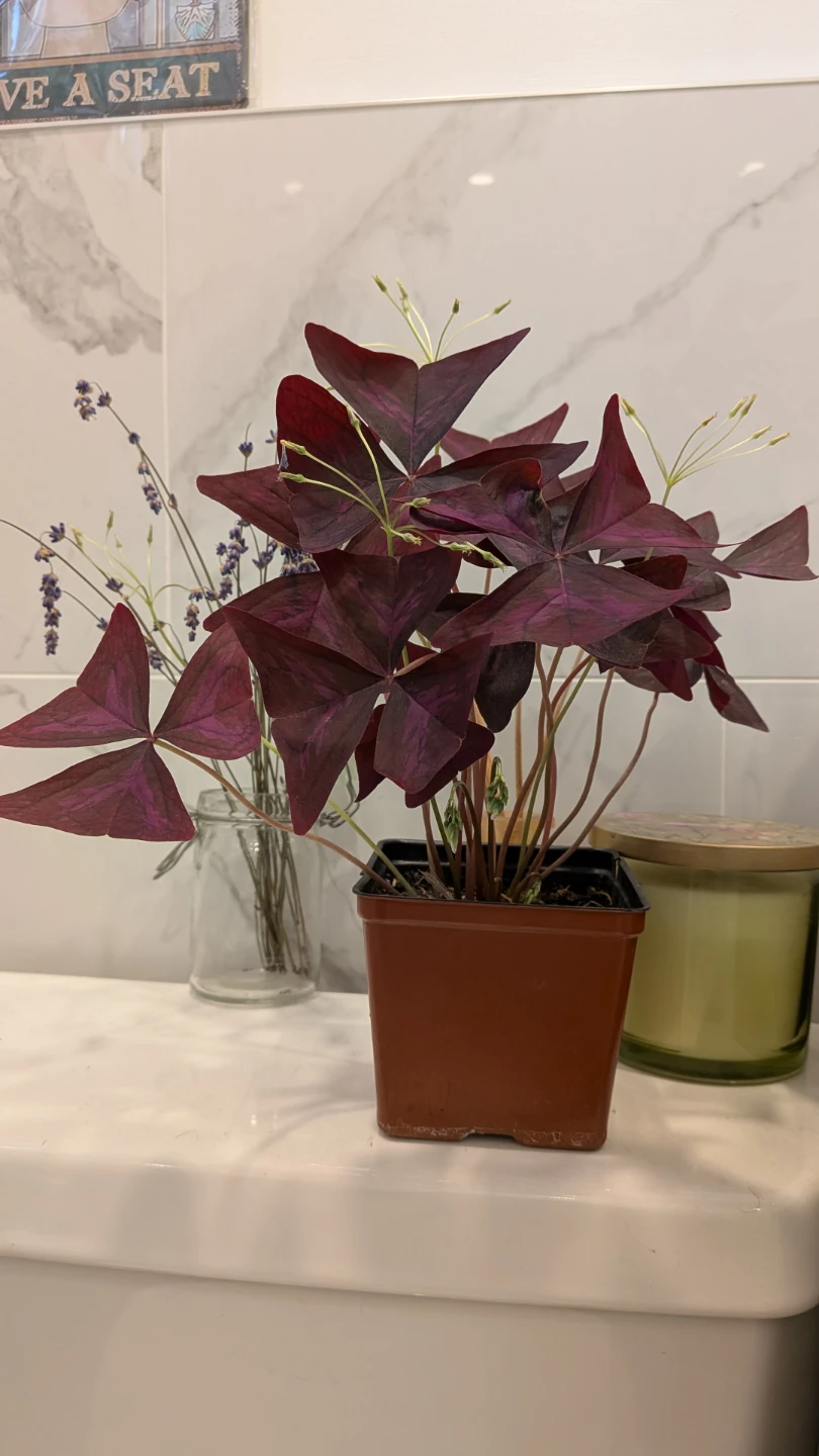 Purple Oxalis - photo 2