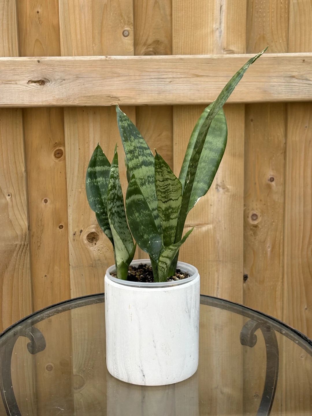 Snake Plant in Marble Pattern Pot