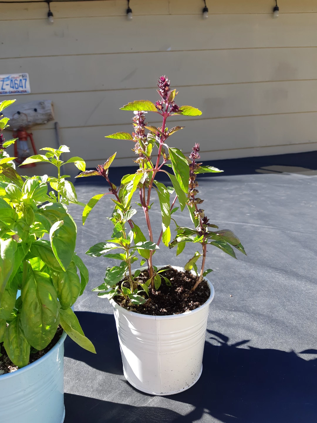 Scented basil plants - photo 3