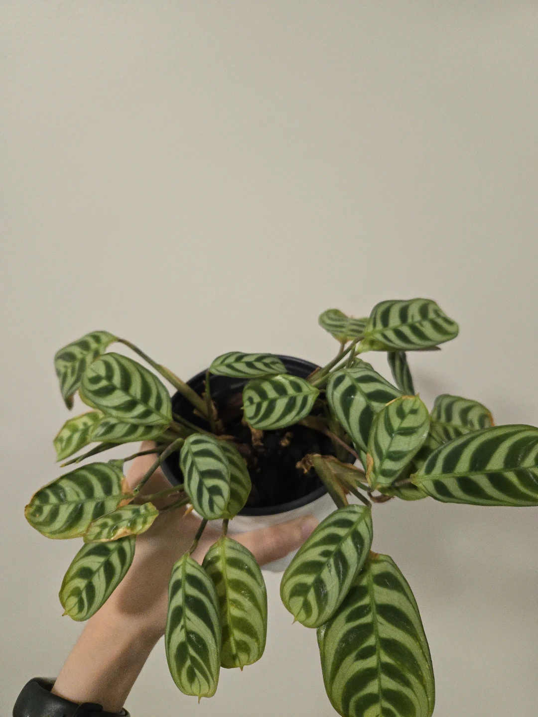 Ctenanthe burle-marxii - photo 2