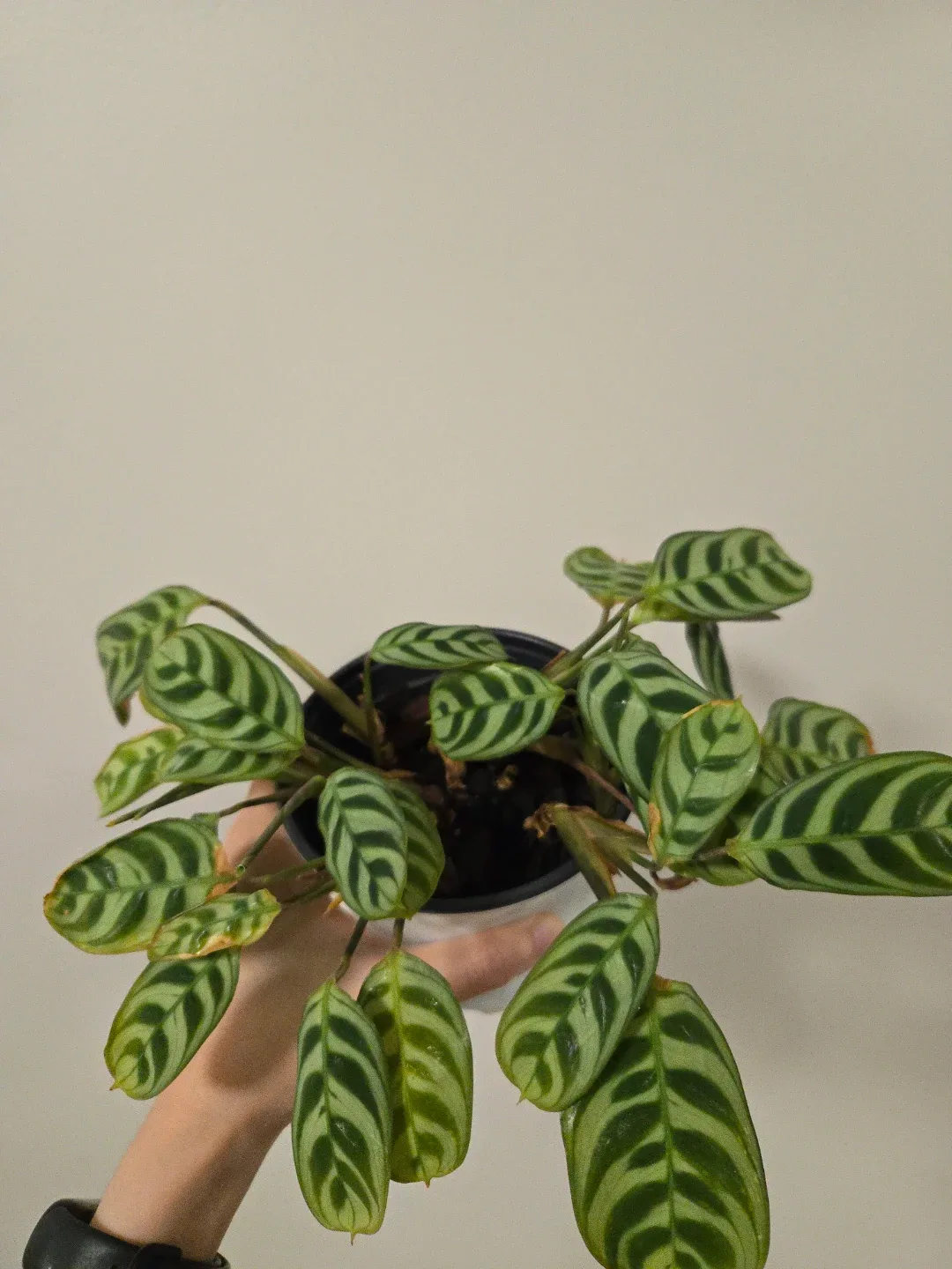 Ctenanthe burle-marxii - photo 2