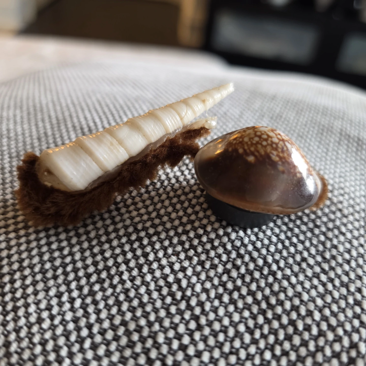 Vintage handmade seashell snail refrigerator magnet.