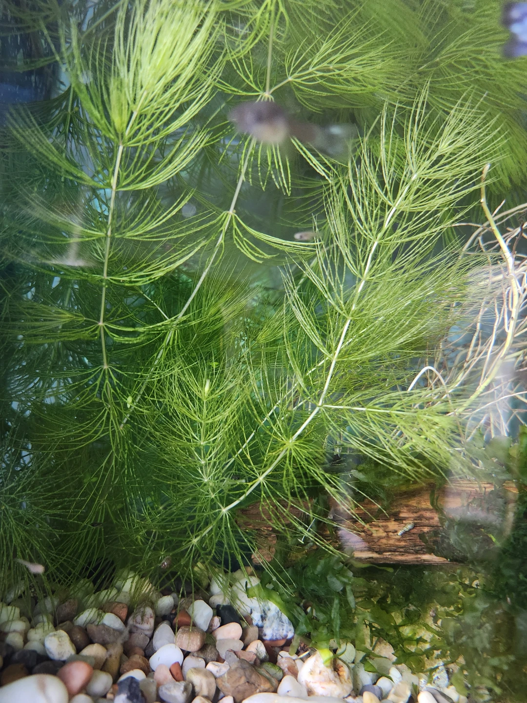 Assorted Live Aquarium Plant Trimmings - photo 4