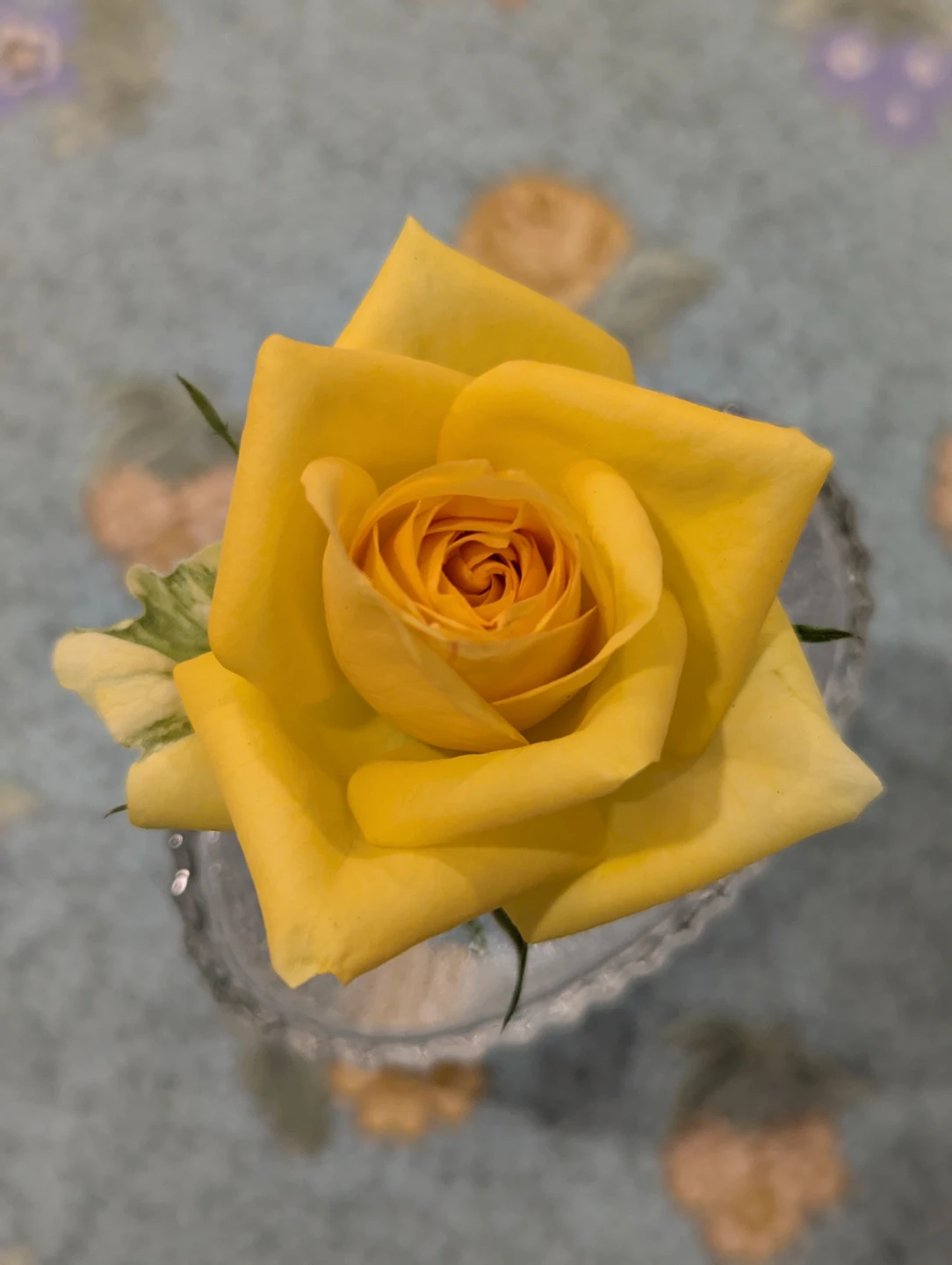 Live Yellow Rose Plant - photo 2