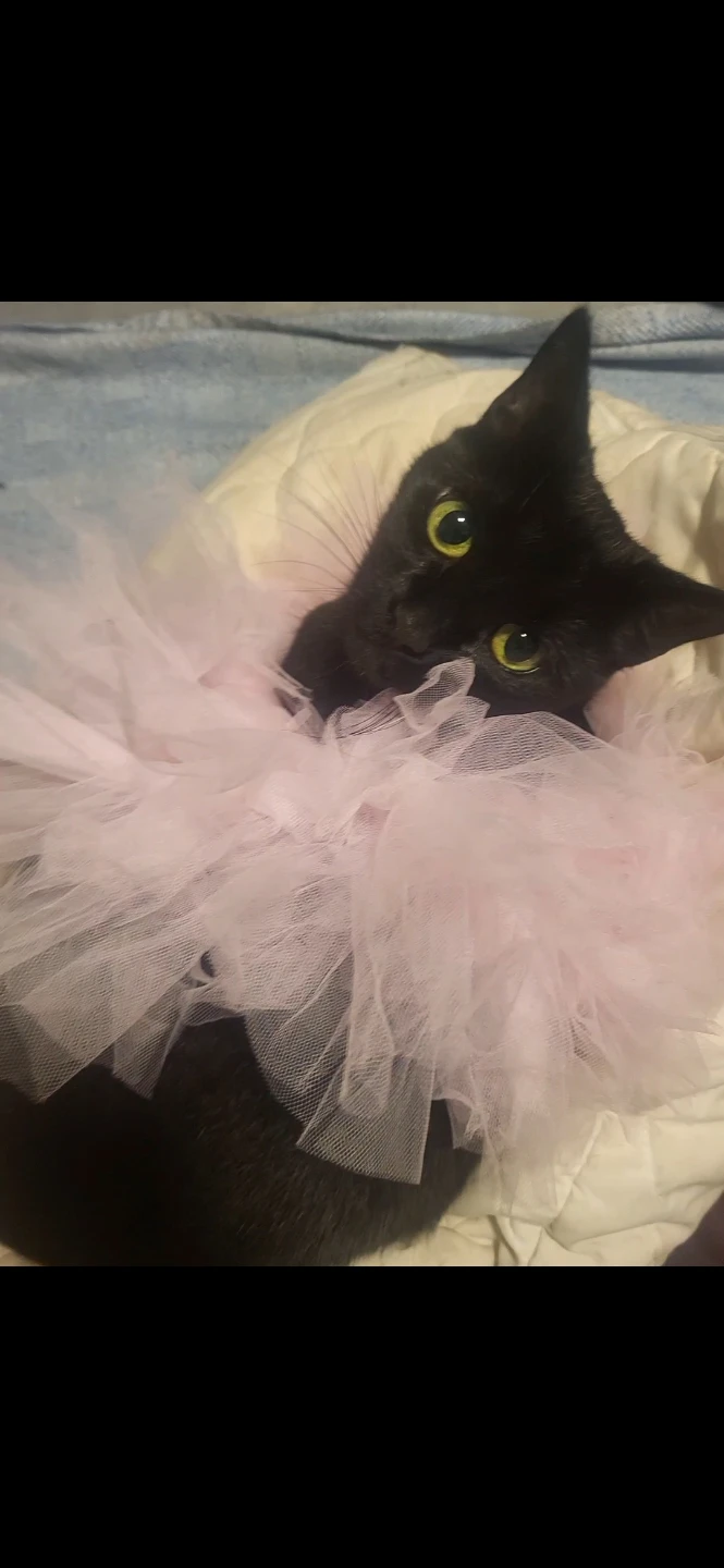 Light pink tulle pet tutu